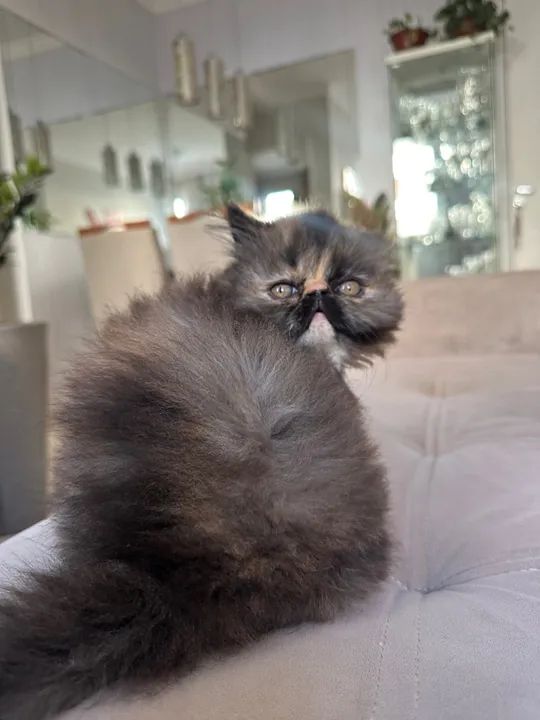 Gatinha persa show  - Foto 3