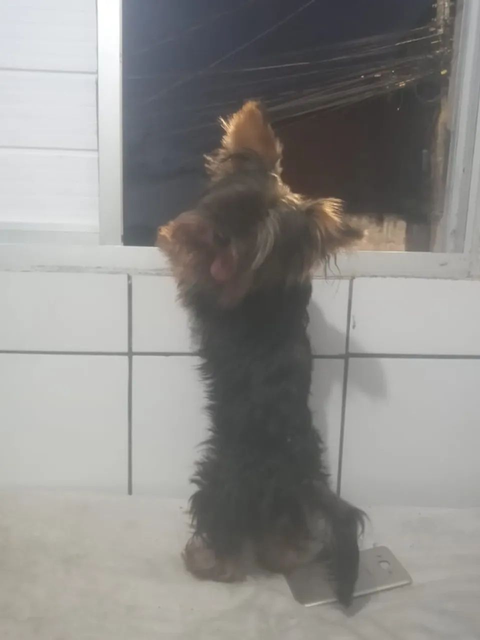 Doa-se dois IorqueShay - Foto 2