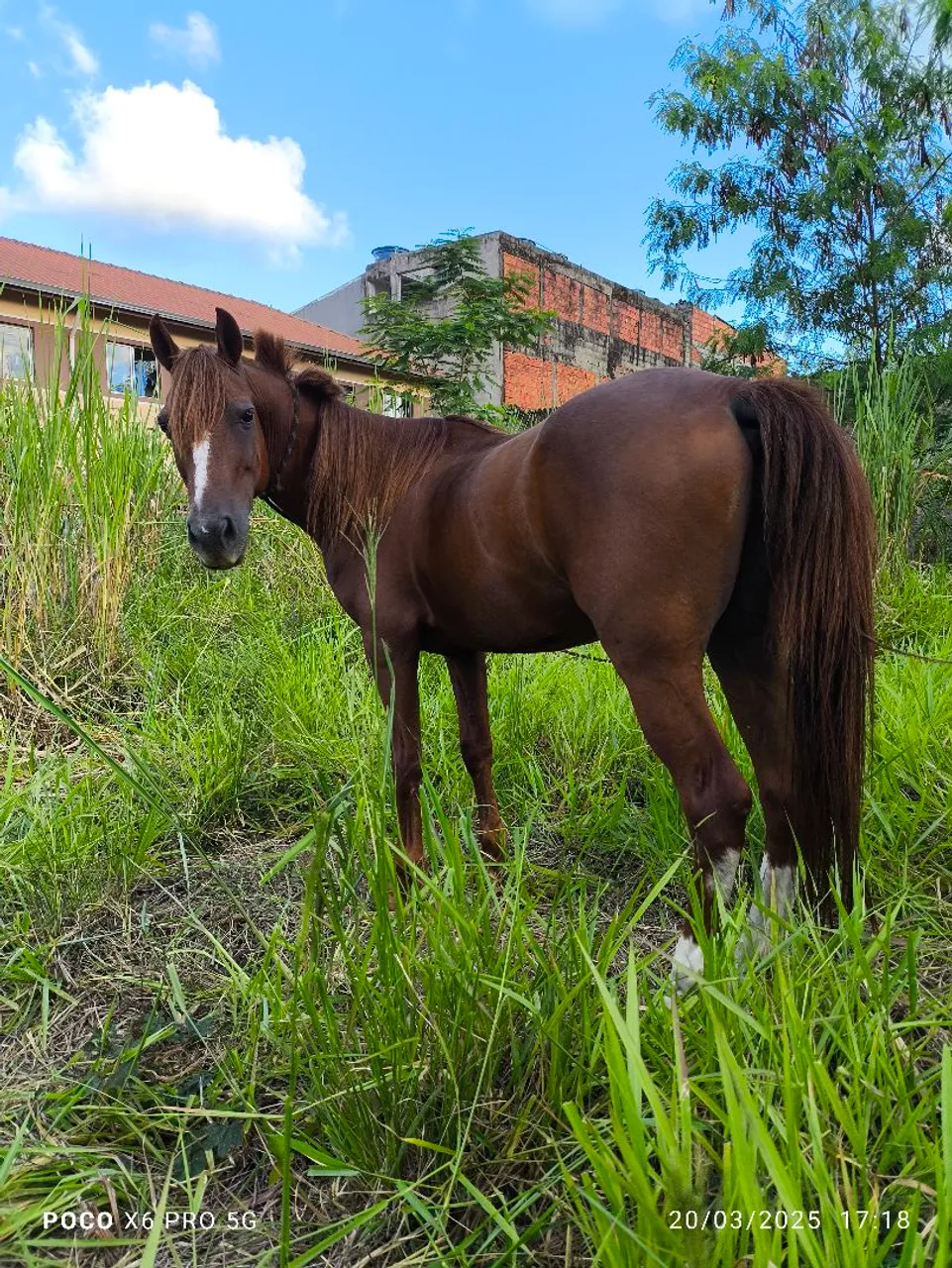 Cavalo 