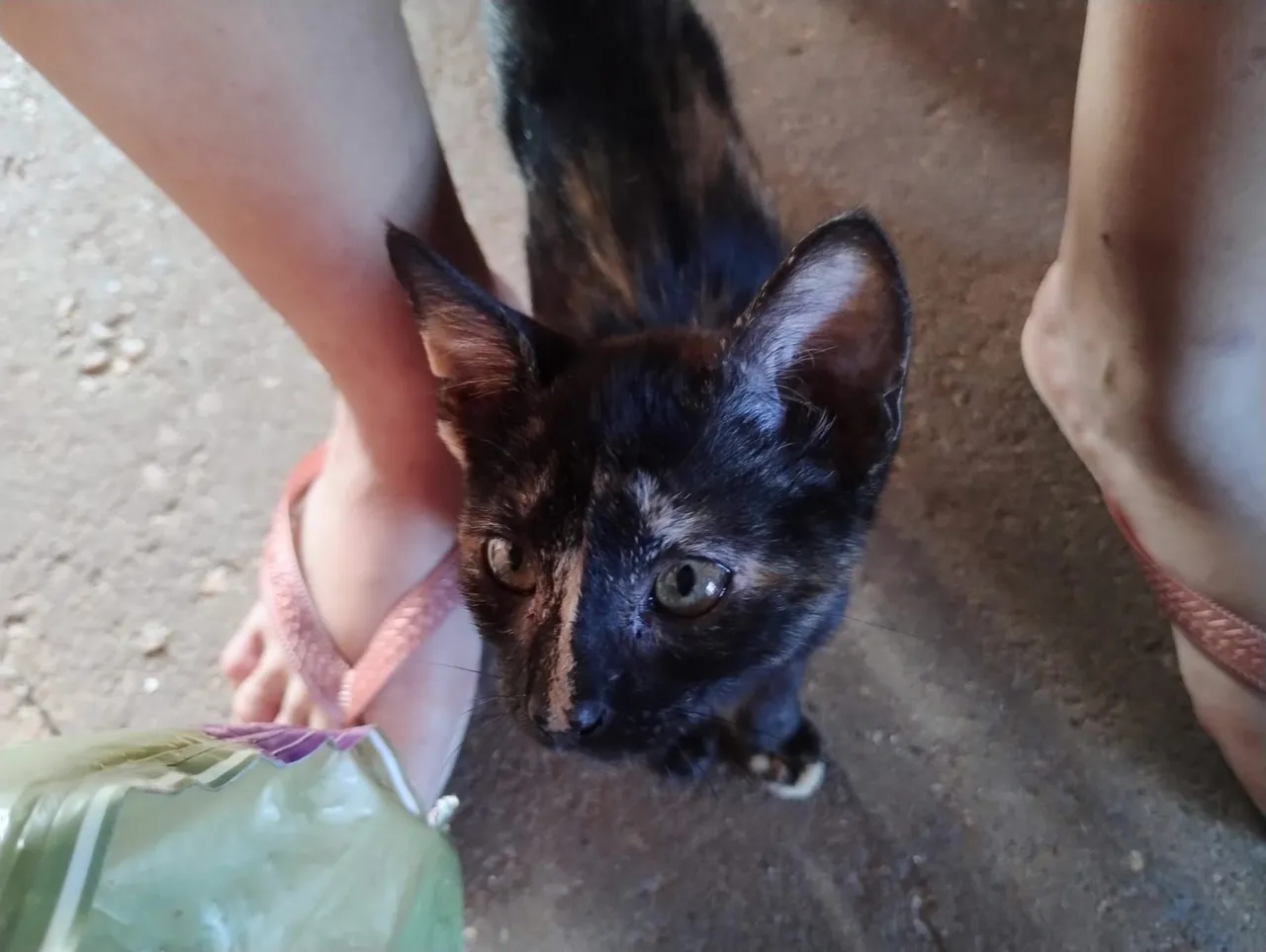 Gatinhas para Adoção - Muito Charmosa!