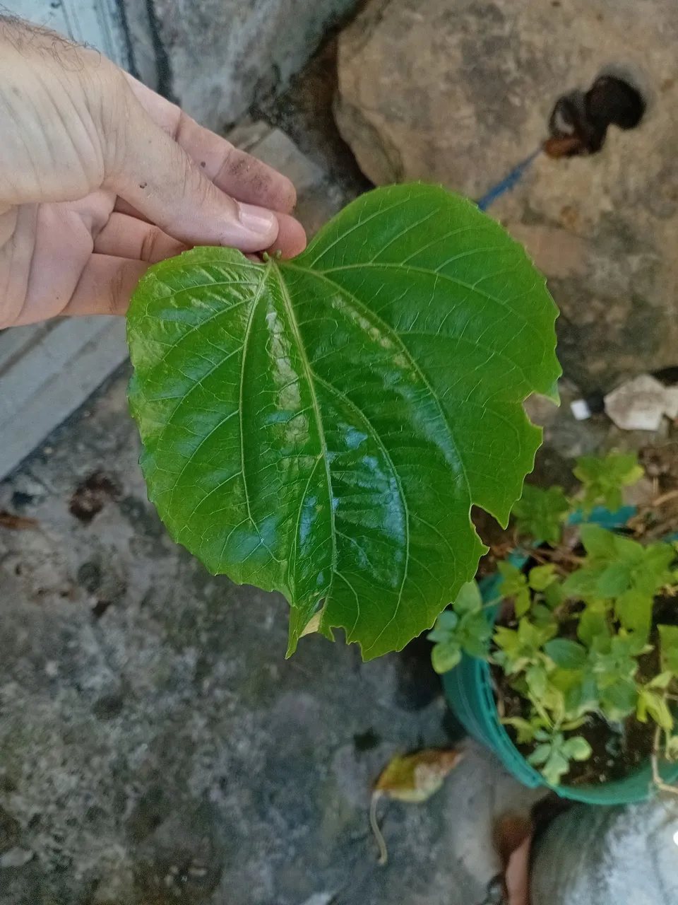 Muda de planta com folha grande e vibrante