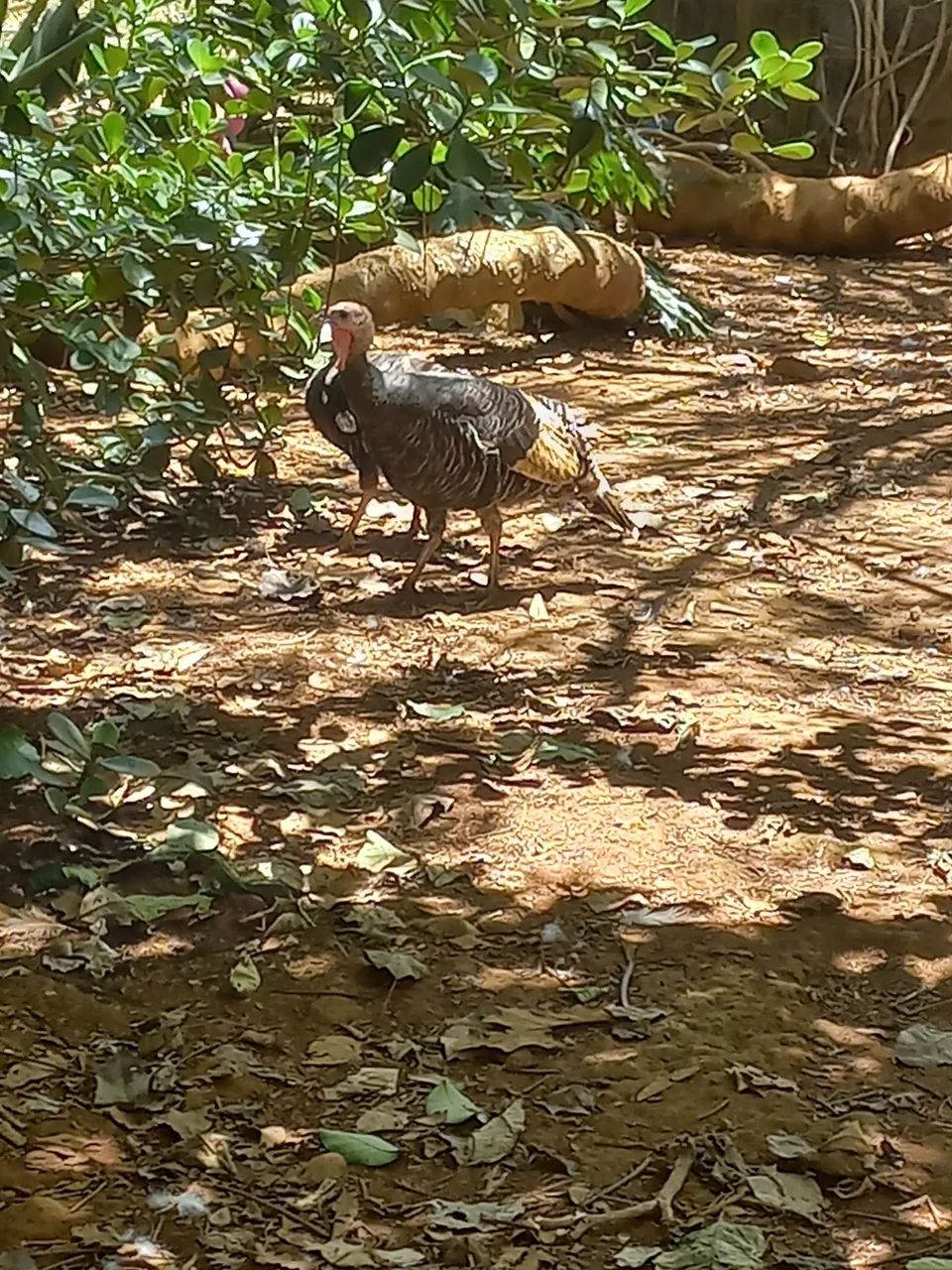 Perus adultos  - Foto 3