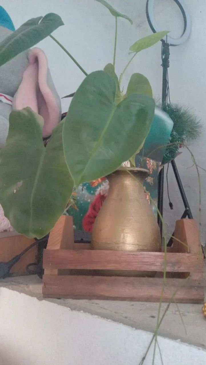 Planta em vaso de vidro com pedrinhas coloridas - Foto 3