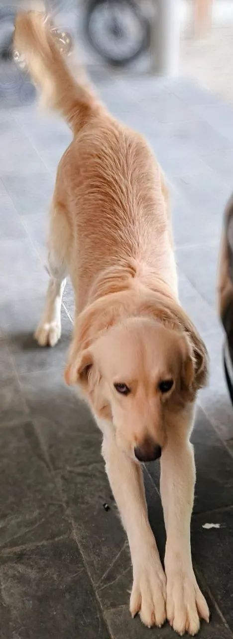 Golden Retriever e vira lata para adoção CONJUNTA - Foto 3