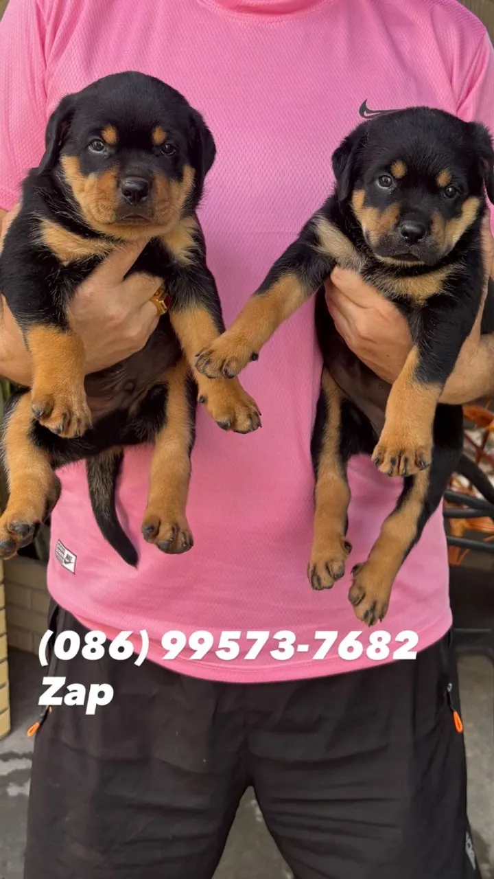 Filhotes de Rottweiler