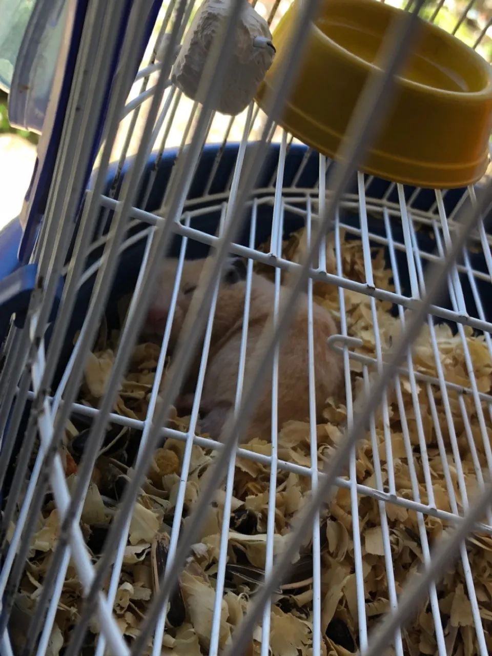 Vendo hamister macho - Foto 3