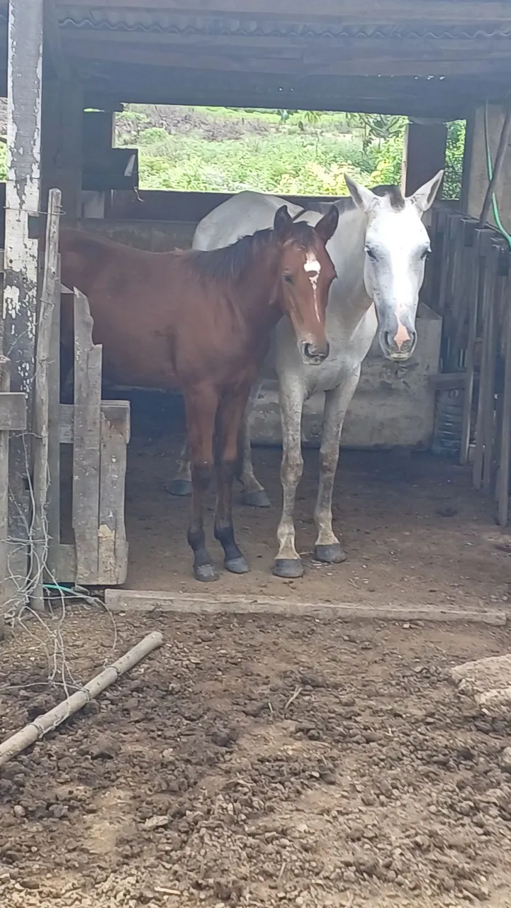 Cavalos ? 2500.00 as duas mãe e filha .