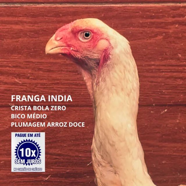 Franga Índia || Crista Bola Zero