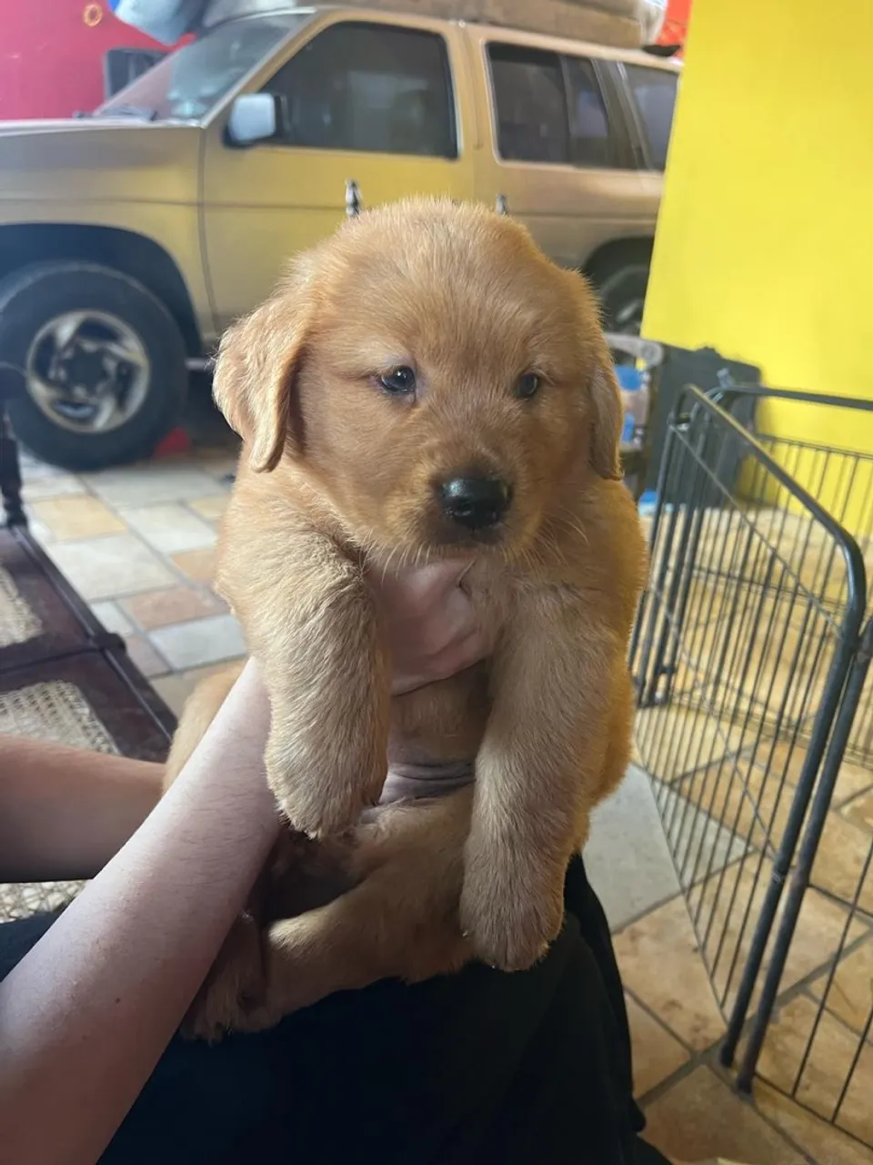 Filhote de Golden Retriever