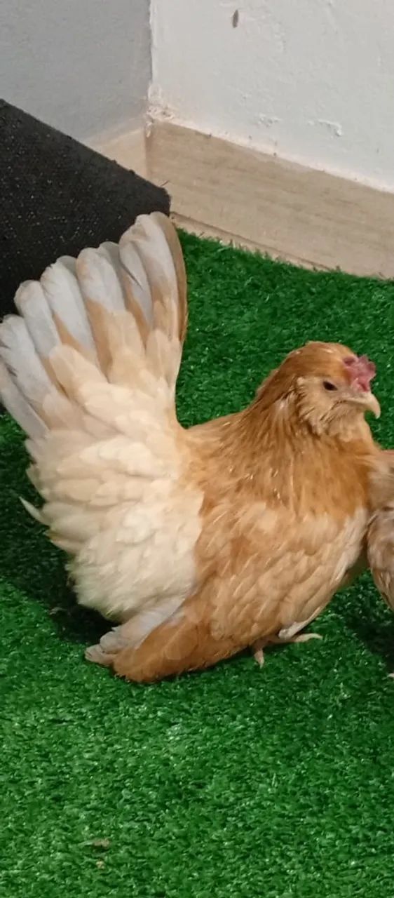 Vendo garnizé Nagasaki  - Foto 5