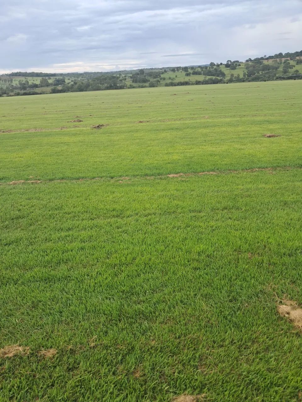 Gramas Esmeralda imperial - Foto 3