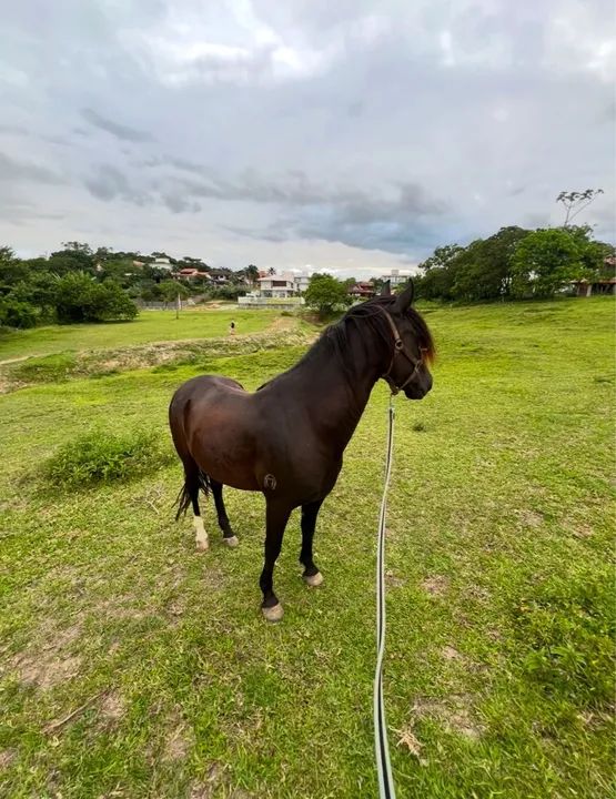 Cavalo mangalarga marchador picada  - Foto 2