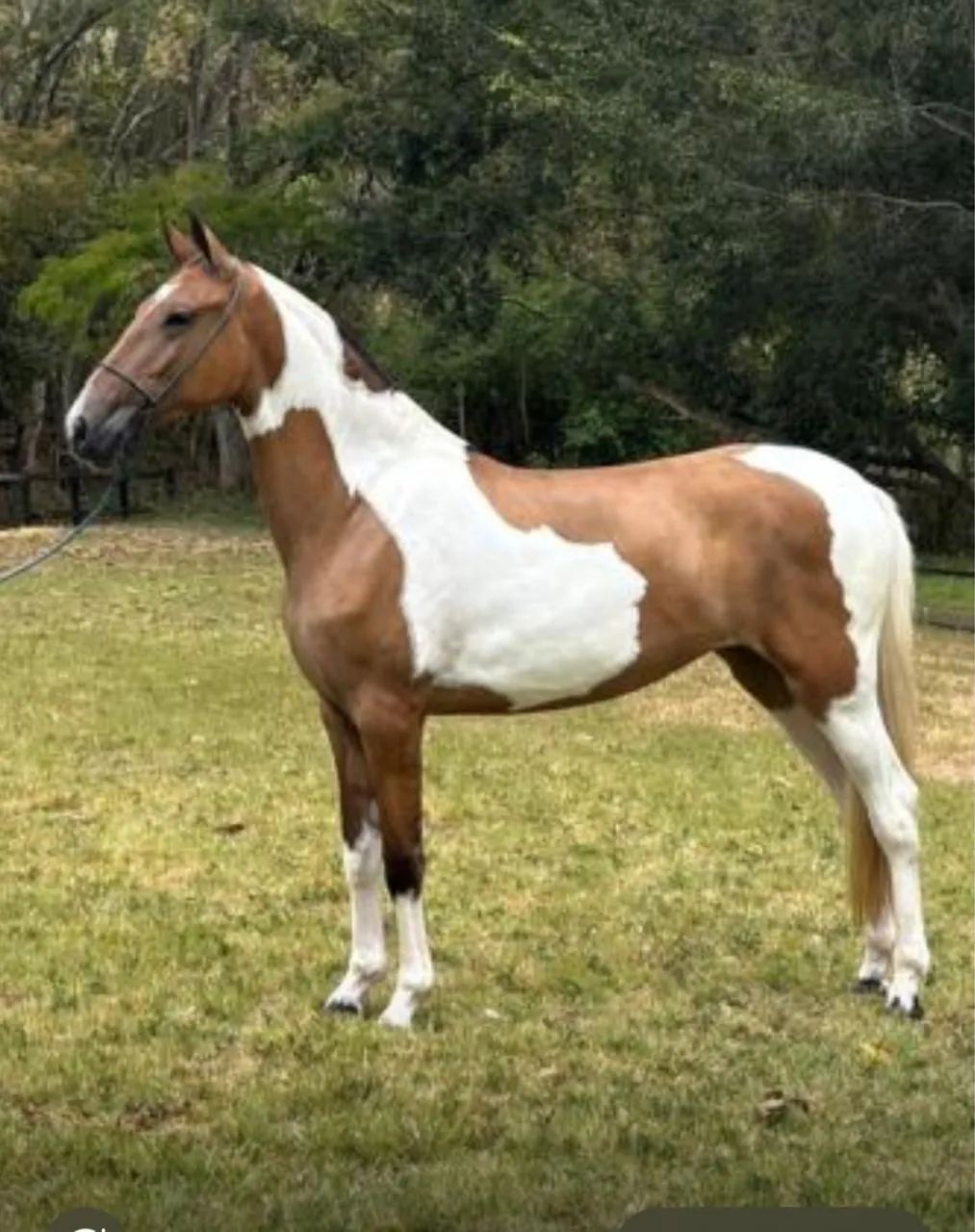 Cavalo / égua ( campolina marchador) - Foto 4