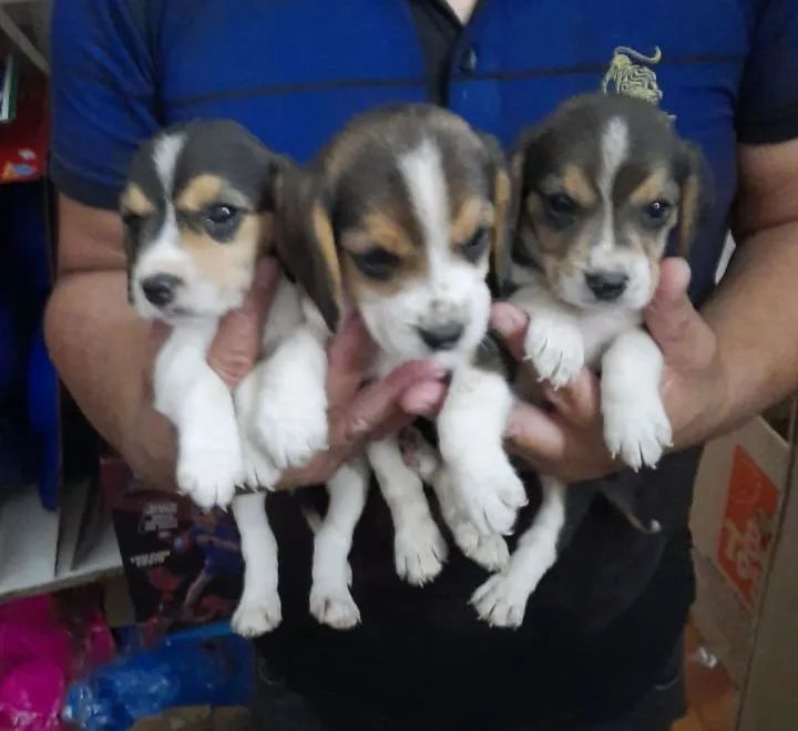  Beagle para adquirir 