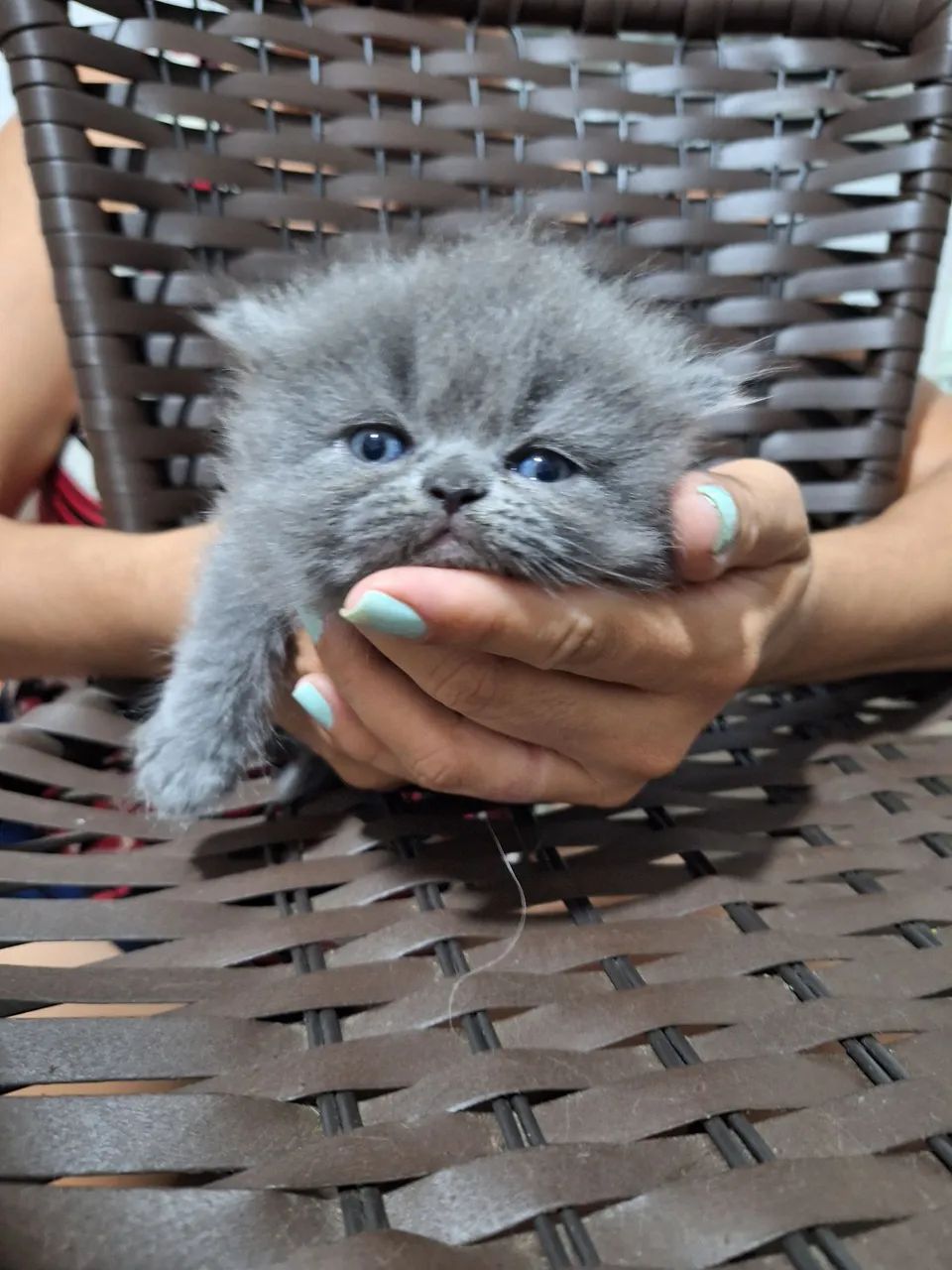 Gatinho Persa Branco - Foto 5
