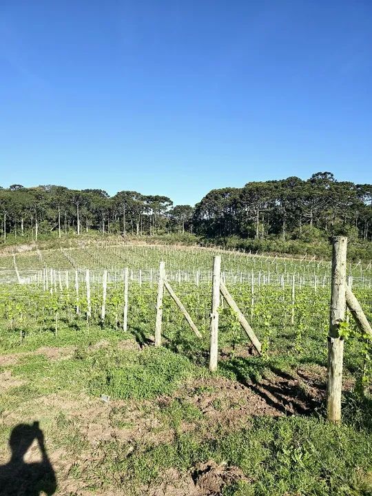 Vinicola Vinhedo Fazenda - Foto 3