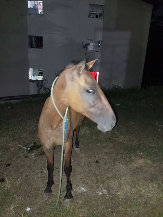 Cavalo com no máximo 3 anos - Foto 4