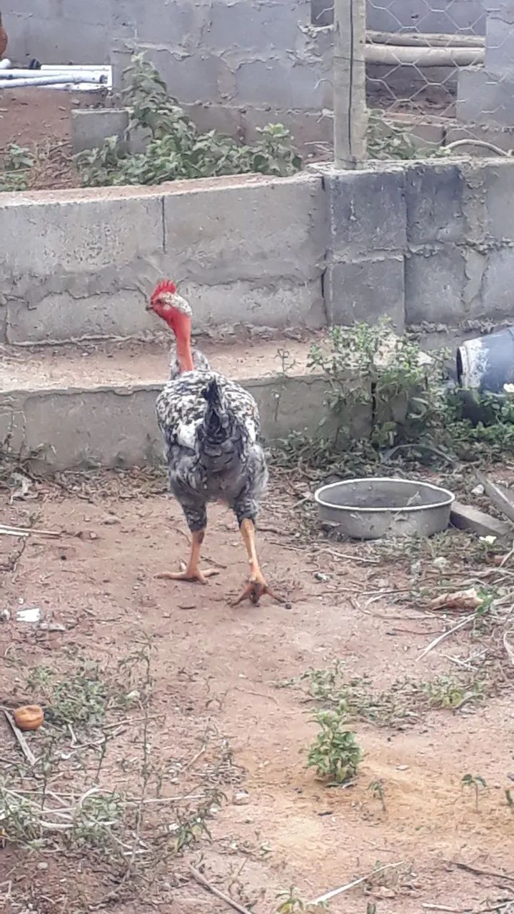 Galo (só macho) saudáveis  - Foto 2