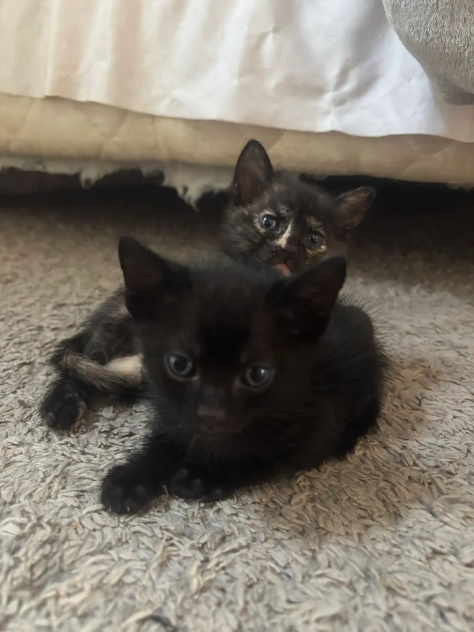 Gatinhos para doação  - Foto 4