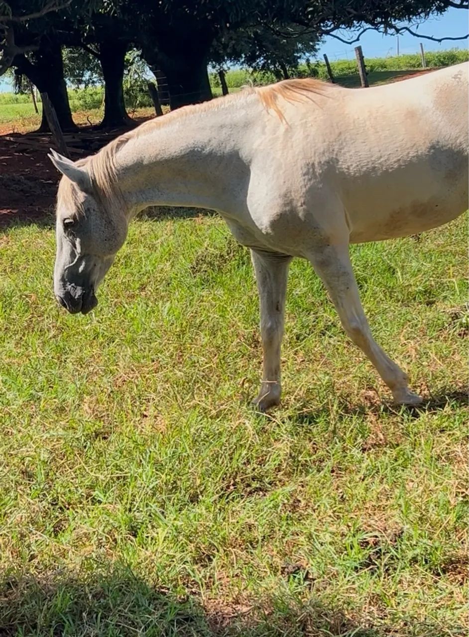 Égua QM Tordilha Malhada à venda