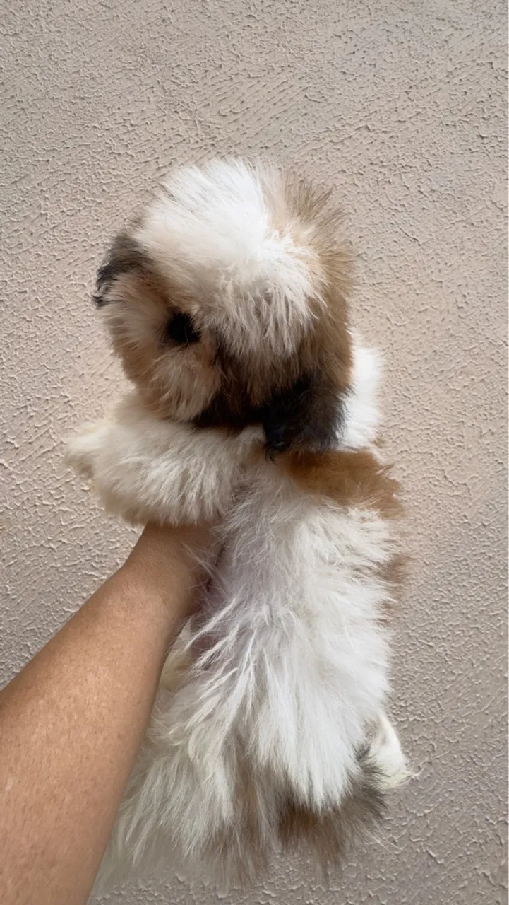 Filhote Shih Tzu - Pelúcia de 4 Patas