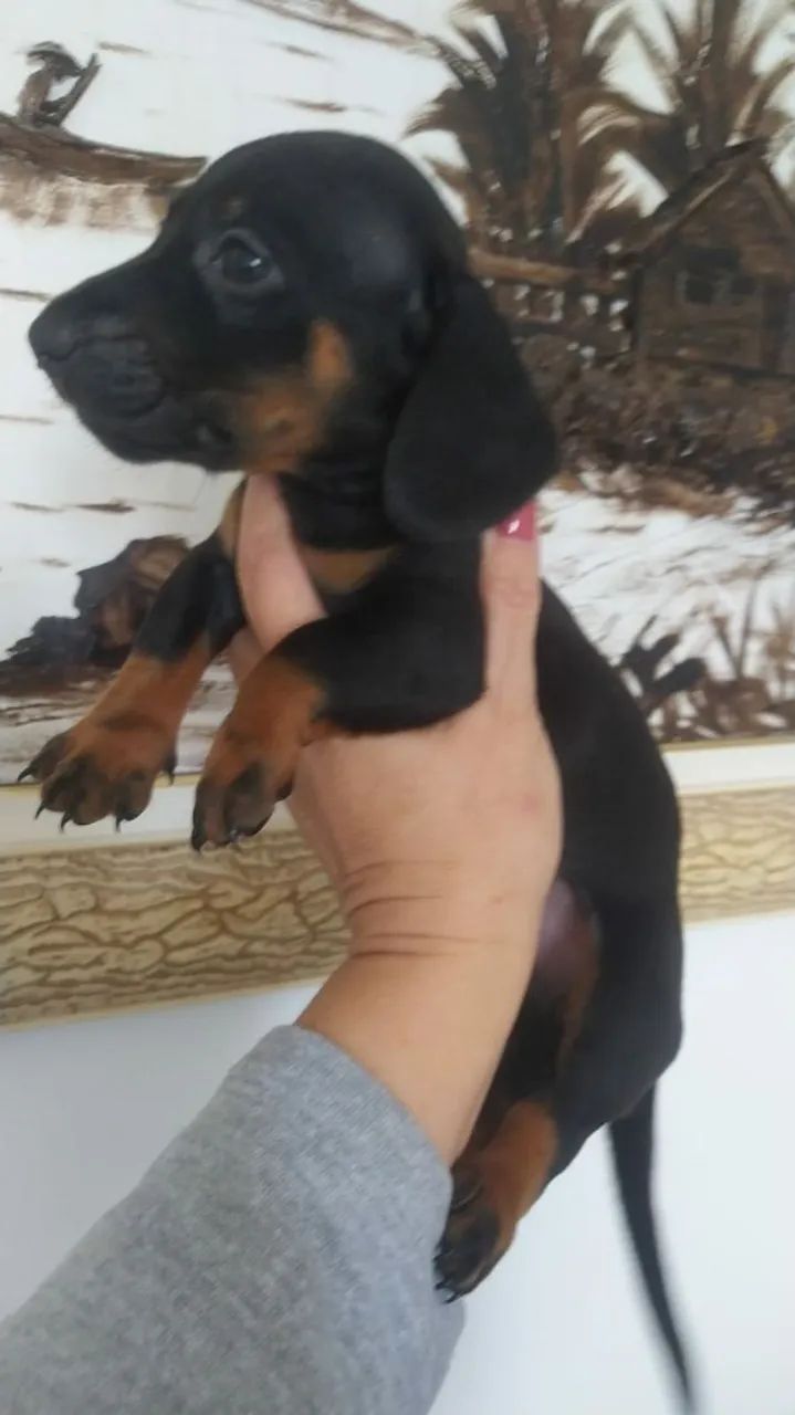 Basset Teckel Macho e Fêmea disponíveis  - Foto 2
