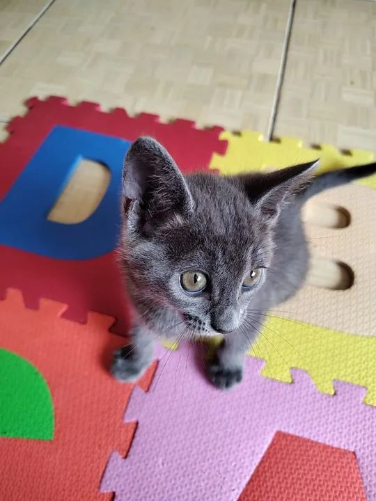 Russiano BLUE lindos 