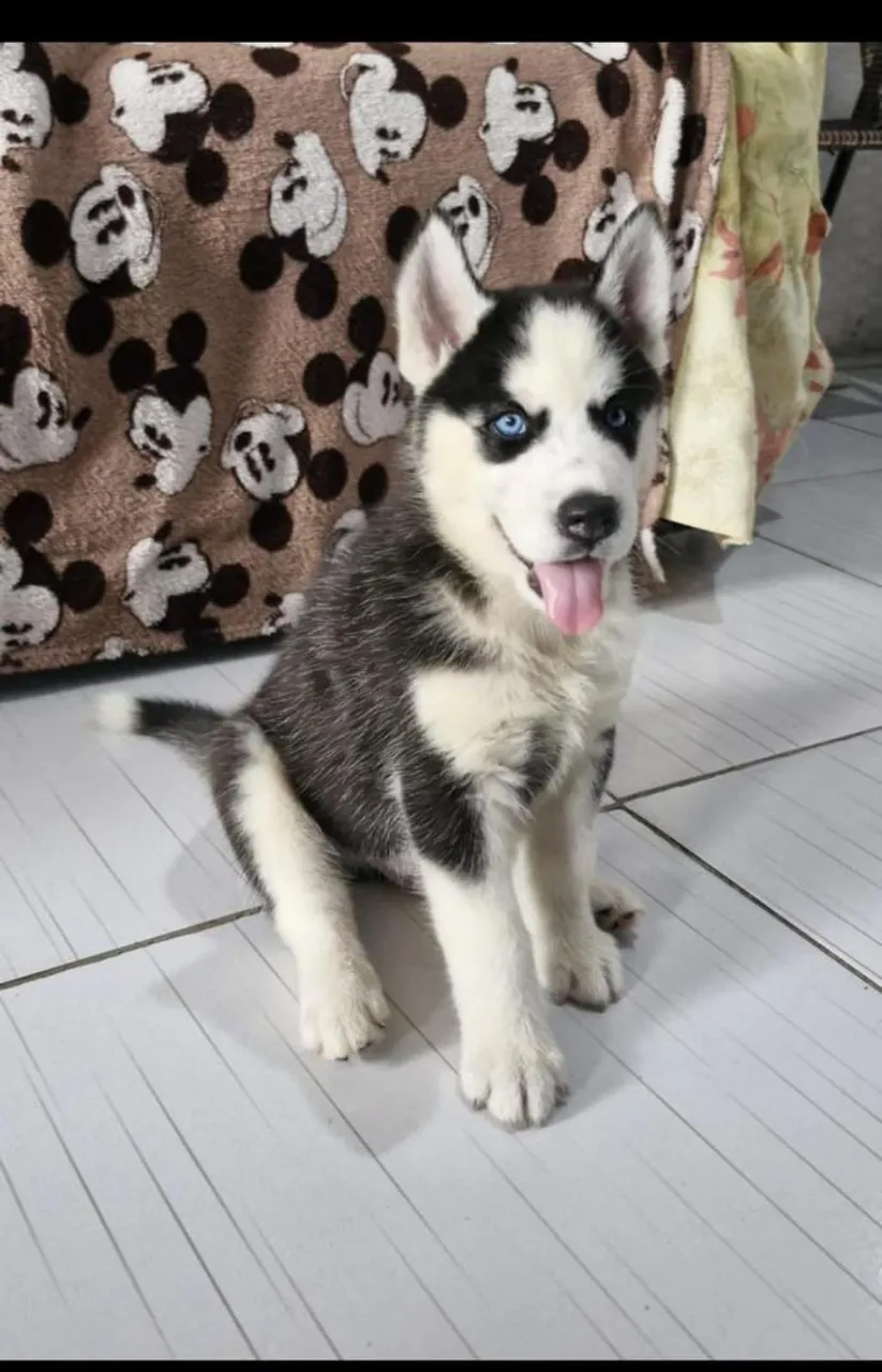 Filhote de Husky Siberiano p