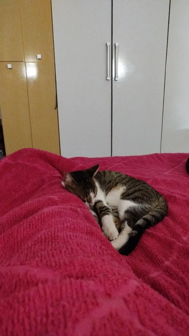 2 gatinhos para doação 