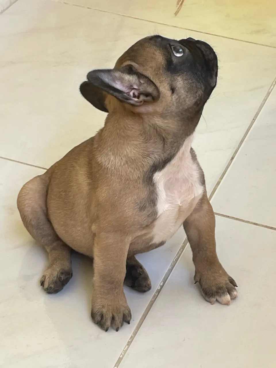Filhote de Bulldog Francês