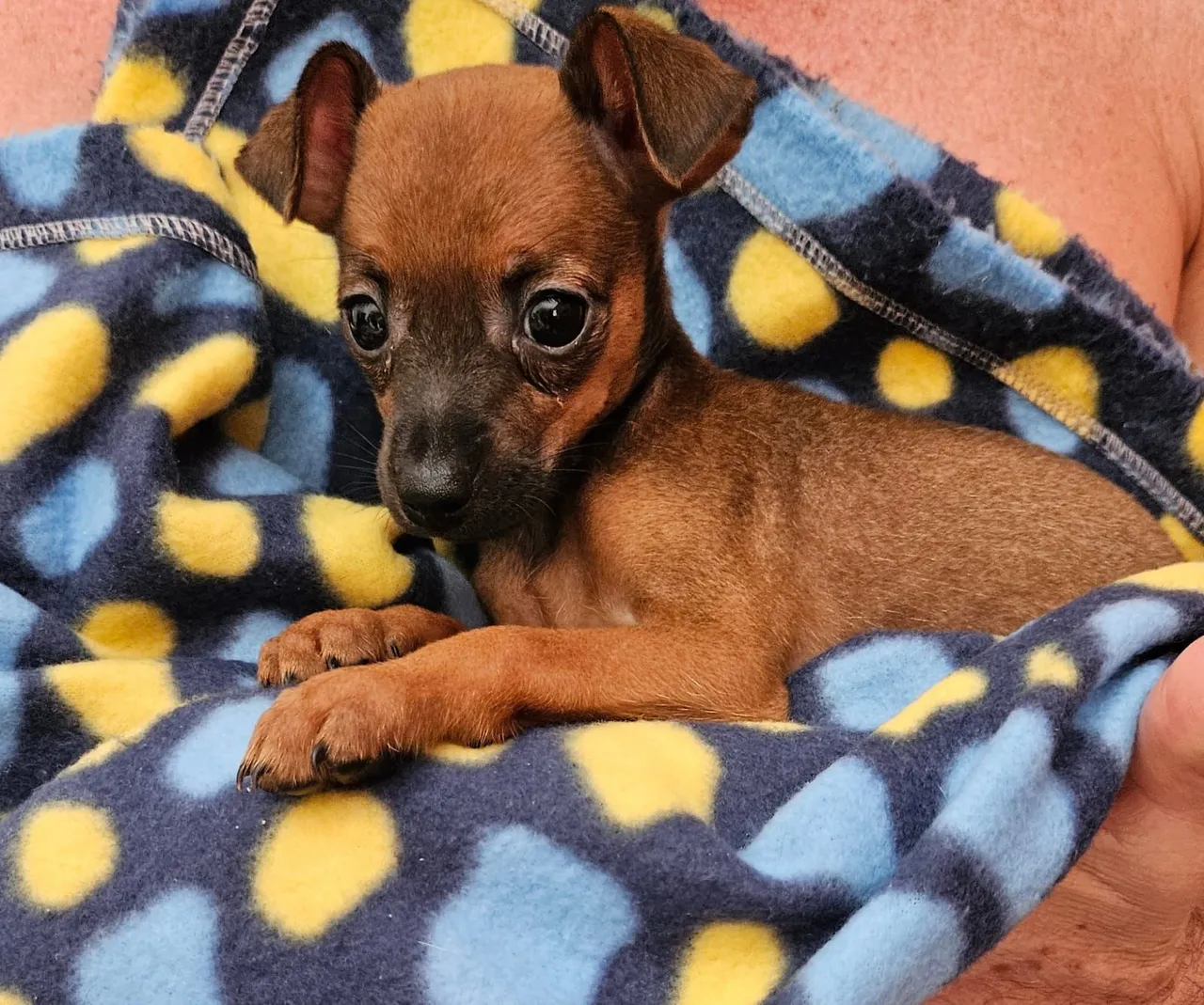Filhote de Pinscher número 2