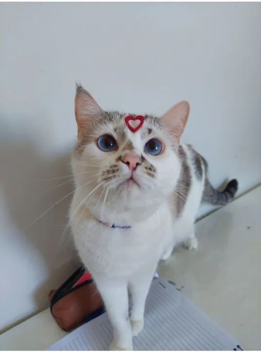 Gata branca para adoção 