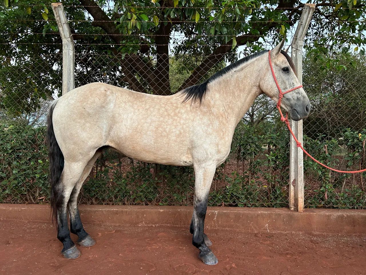 Cavalo Mangalarga  Cela e charrete  - Foto 6