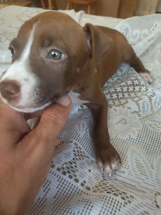 Pitbull filhotes - Fofo e Brincalhão