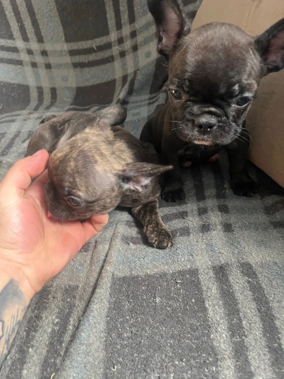 Filhotes buldogue francês  - Foto 2