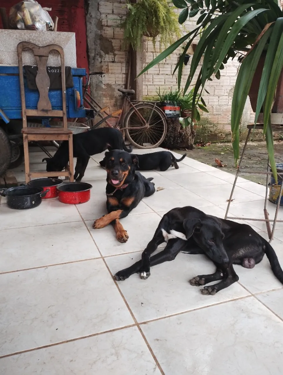 Doação de cachorro mestiço de Rottweiler