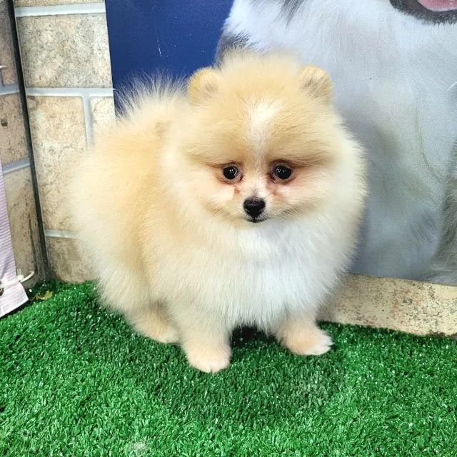 OSpitz Alemão Anão (Lulu da Pomerânia) - MACHO, com pedigree CBKC internacional - Foto 4