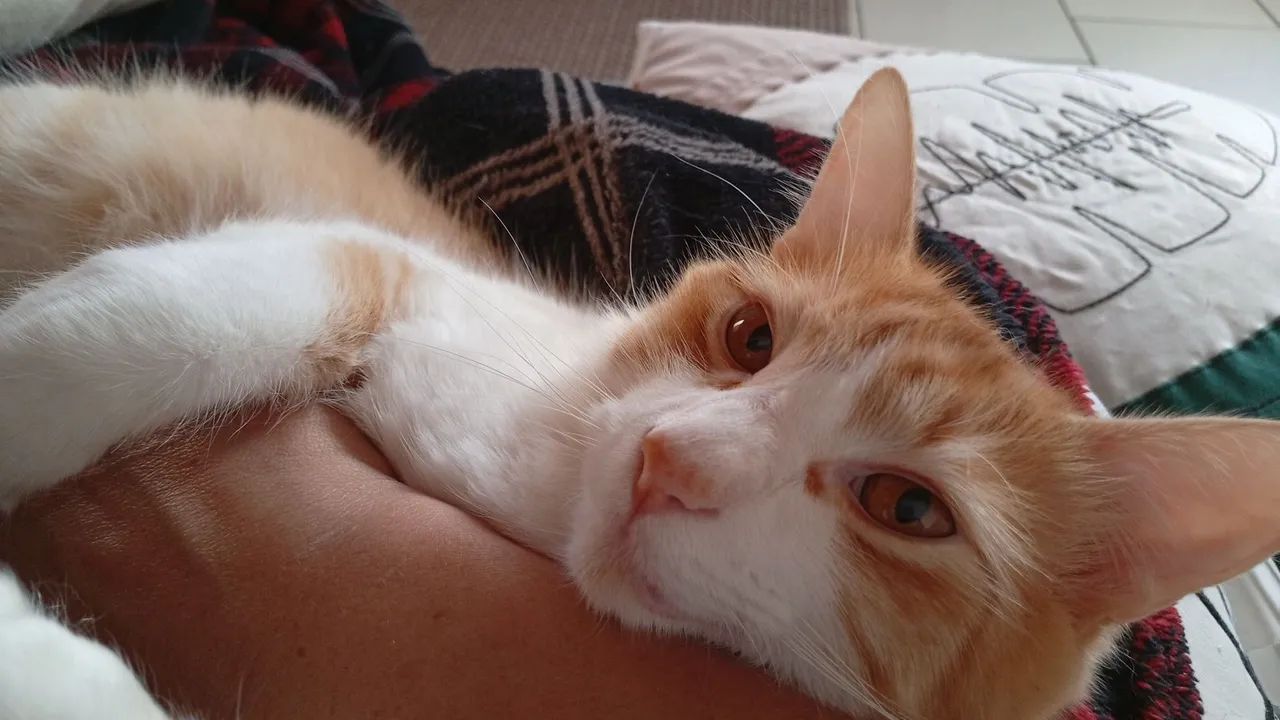 Gato Lindo para Adoção - Foto 2