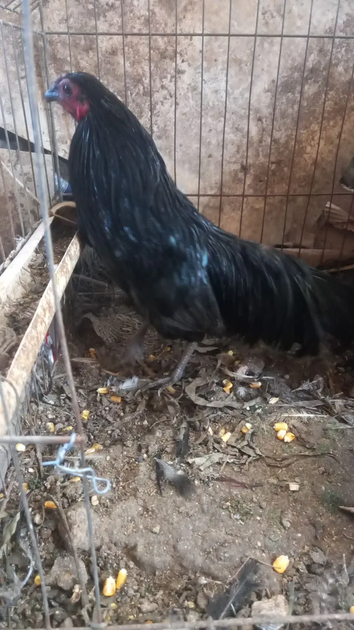 Mine sumatra galo
