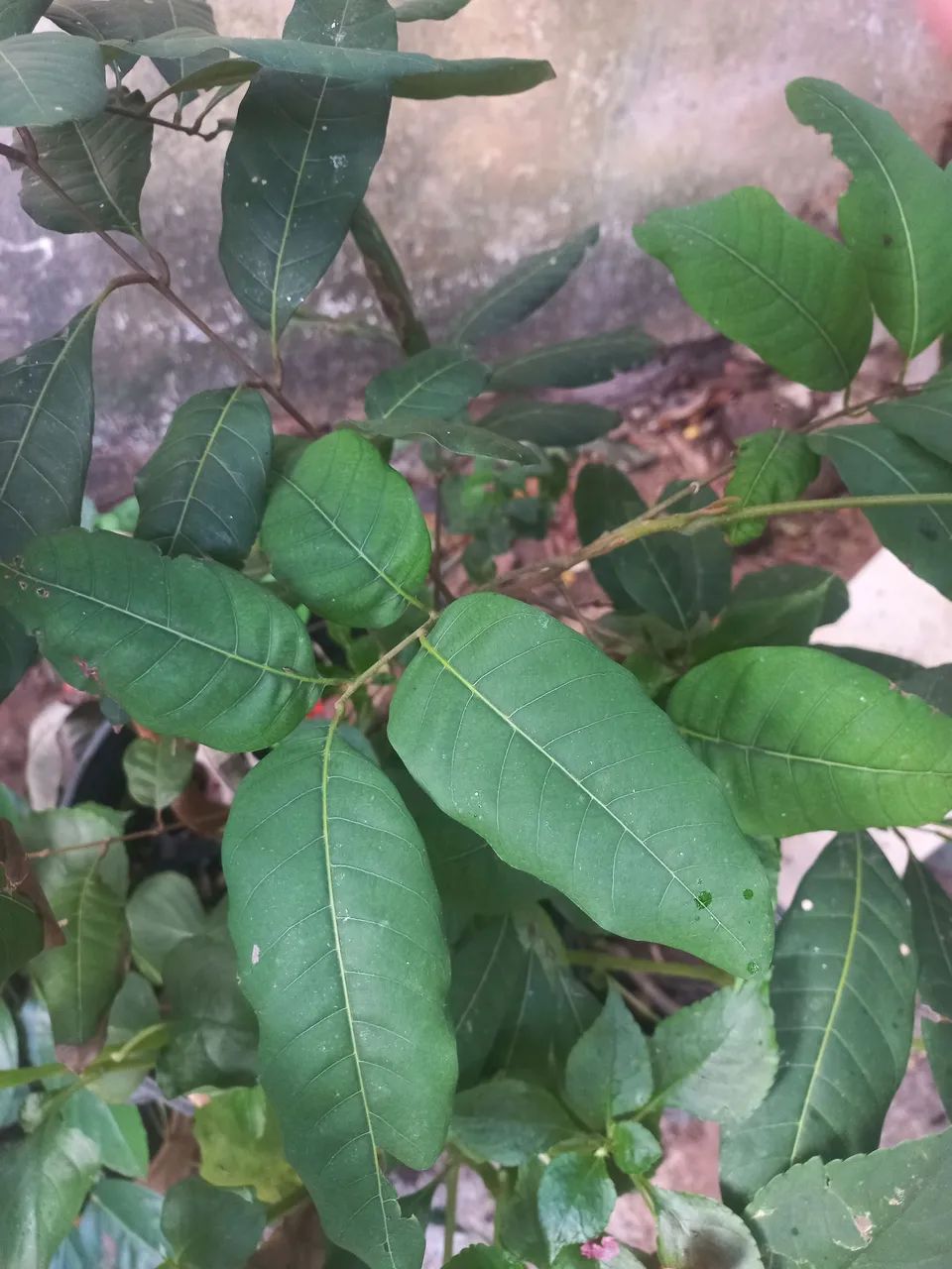 Longan árvore frutífera com 1,5m  está no vaso retirar em sobradinho  - Foto 2