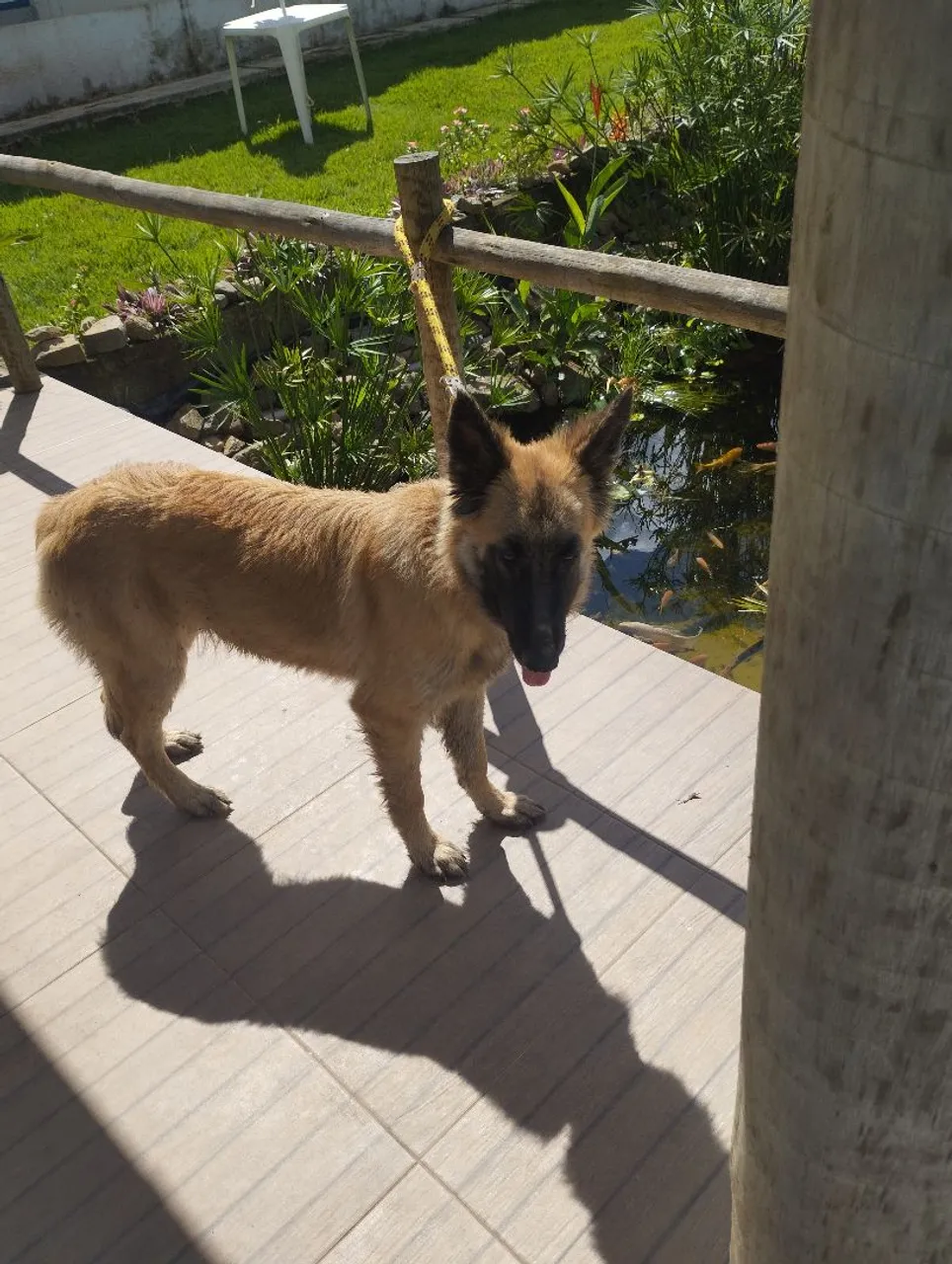 Cachorro da raça Pastor Belga Malinois para adoção