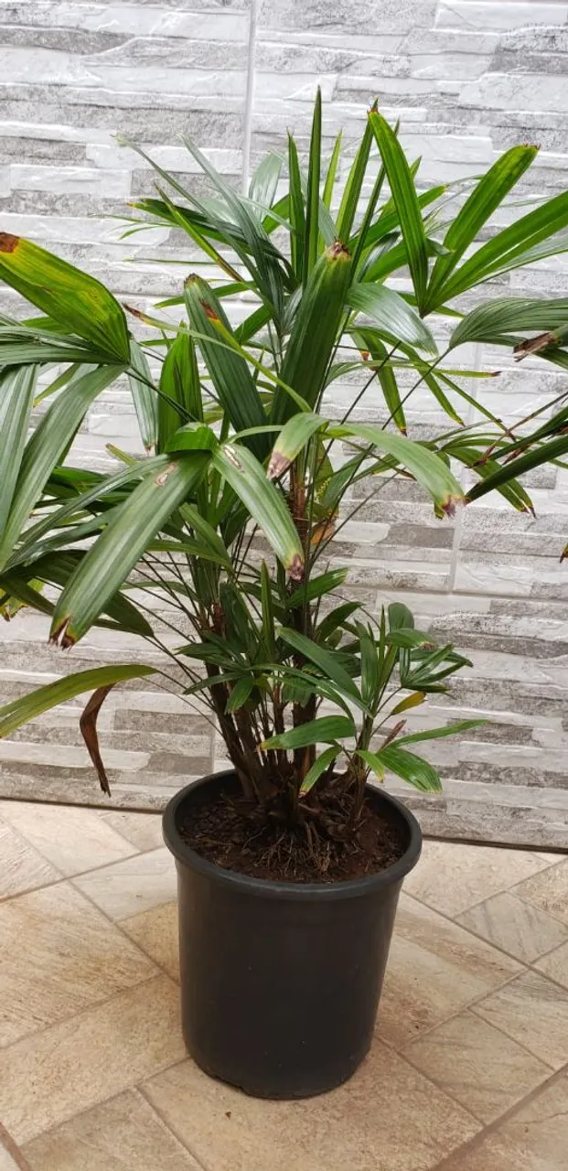 Plantas ornamentais e frutiferas