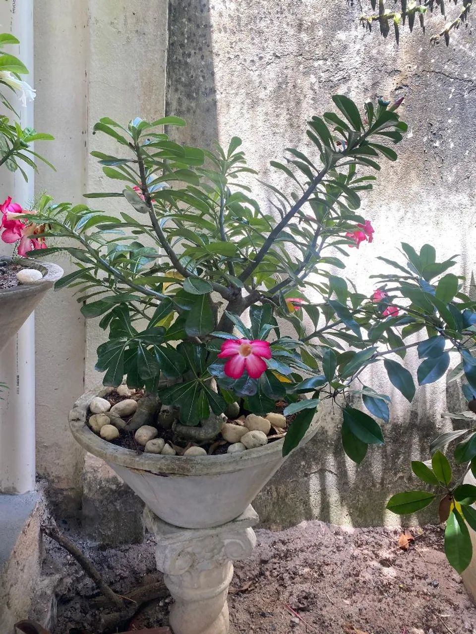 ROSA DO DESERTO