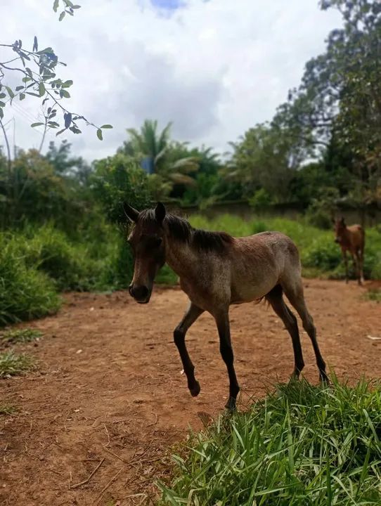 Vendo tropa - Foto 5