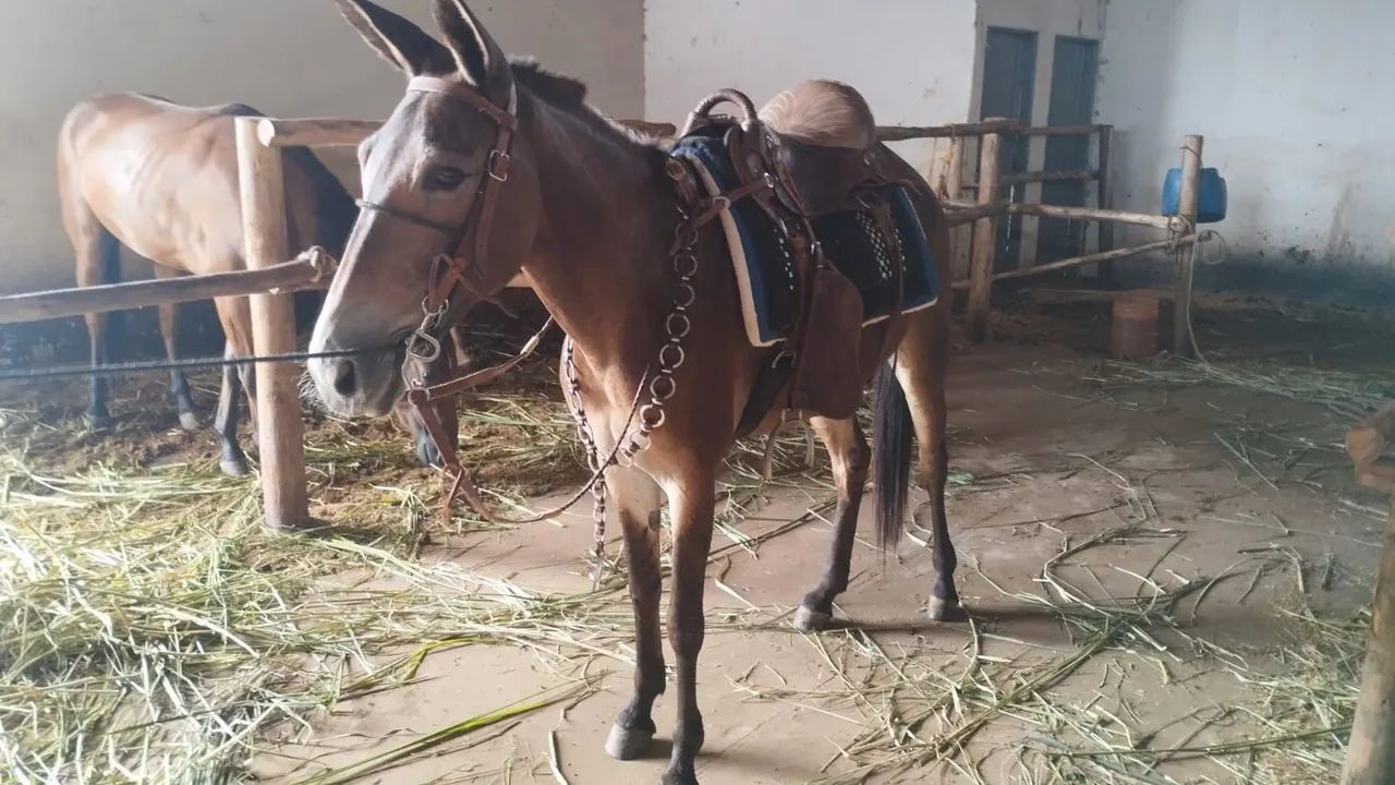 Mula para venda - Foto 2