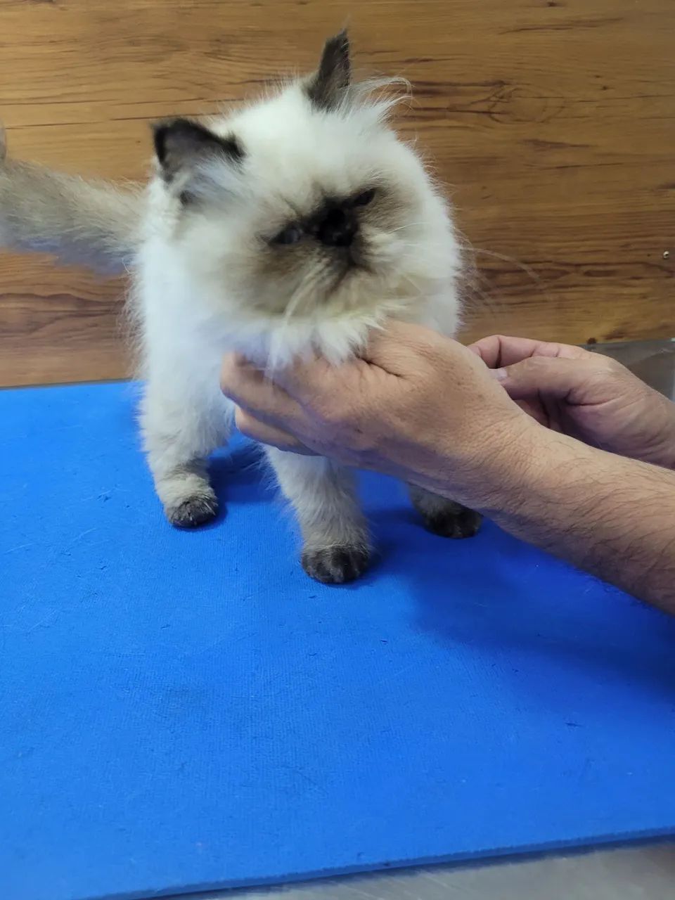 Gatinho Persa Himalaia femea - Foto 5