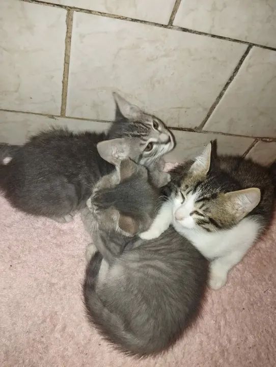 Três gatinhos fofinhos para adoção! - Foto 2