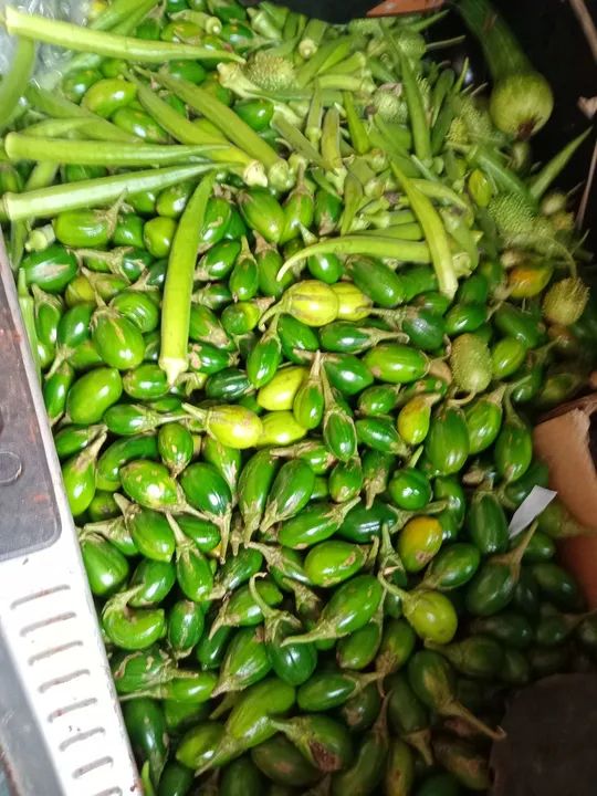 Jilo,verde fresquinho