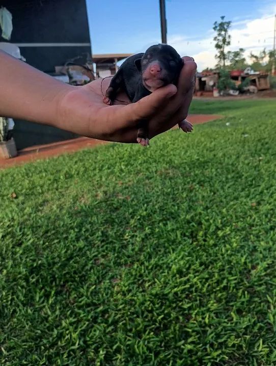 Fêmea de pinscher disponível para reservas  - Foto 2