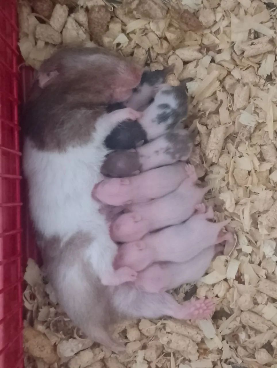 Hamster bebê super fofinho tem fêmea e macho 1 mês e 23 dias  - Foto 2